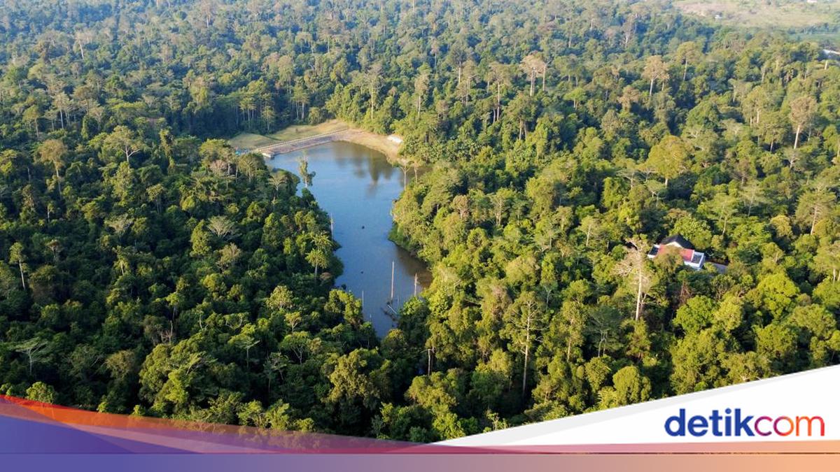 Negara-Negara dengan Luas Hutan Terbesar di Dunia: Posisi Indonesia