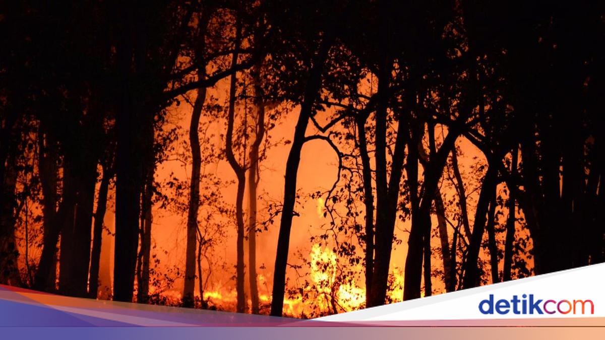 Negara-Negara dengan Kebakaran Hutan Terparah di Dunia pada 2026, Bagaimana dengan Indonesia?
