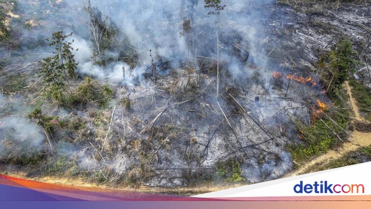 Bareskrim Tetapkan 72 Tersangka Kebakaran Hutan, Sita Berbagai Barang Bukti