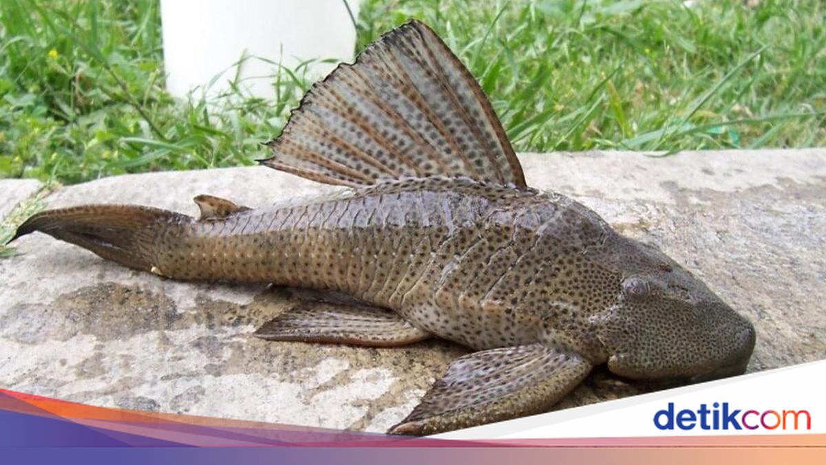 Pengolahan Ikan Sapu-sapu Menjadi Pupuk, BRIN Peringatkan Bahaya Logam Berat