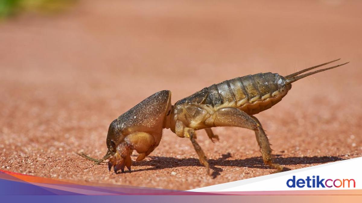 Mengenal Orong-orong, Serangga yang Bisa Masuk ke Dalam Rumah