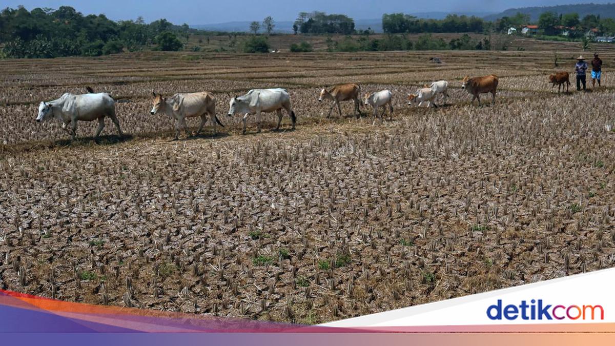 Kondisi Kemarau di Indonesia pada Bulan September