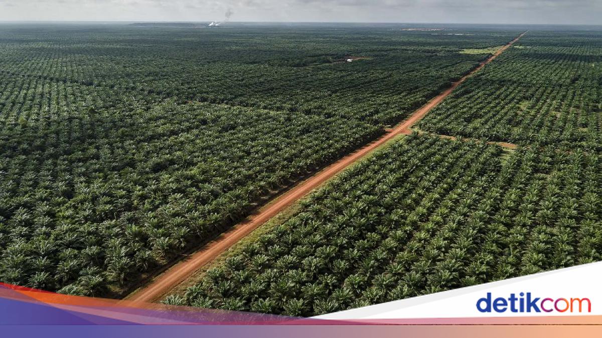 Dampak Kebakaran Hutan untuk Perkebunan Sawit: Sebuah Tinjauan Ahli