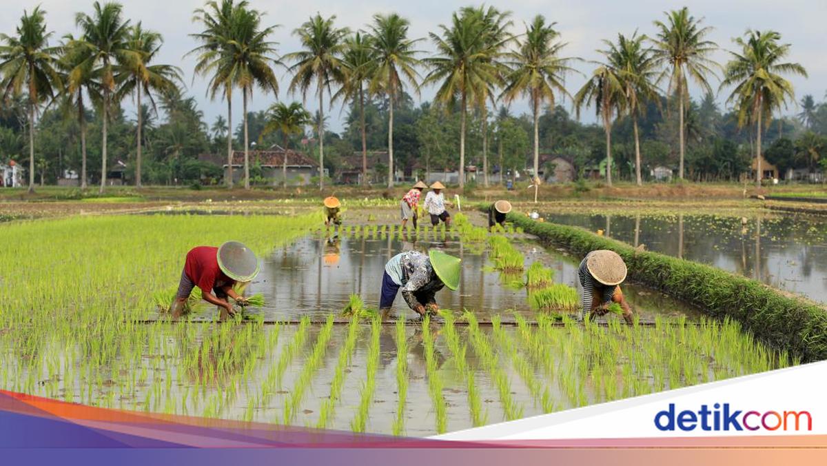 Australia Tertarik Belajar Pertanian dari Indonesia Melalui Program Kerjasama