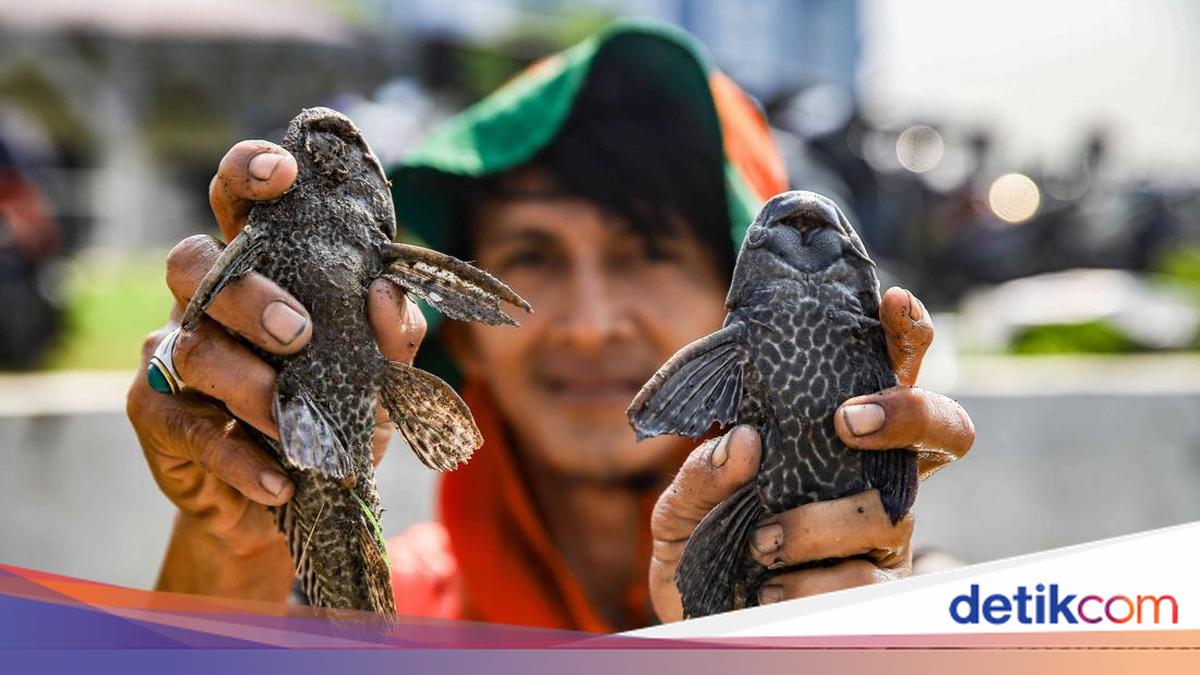 Asal Usul dan Pengendalian Ikan Sapu-sapu di Indonesia