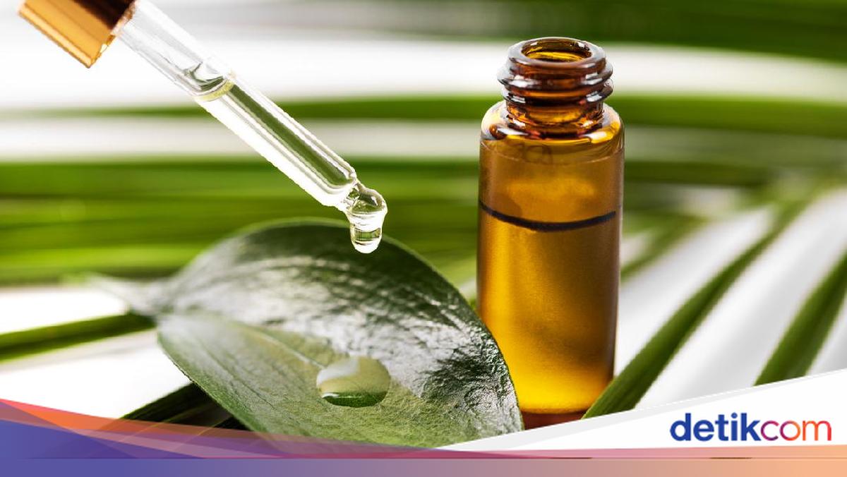 Apakah Mencampur Minyak Kayu Putih ke Bensin Bisa Menghemat Bahan Bakar? Simak Penjelasan Ahli IPB