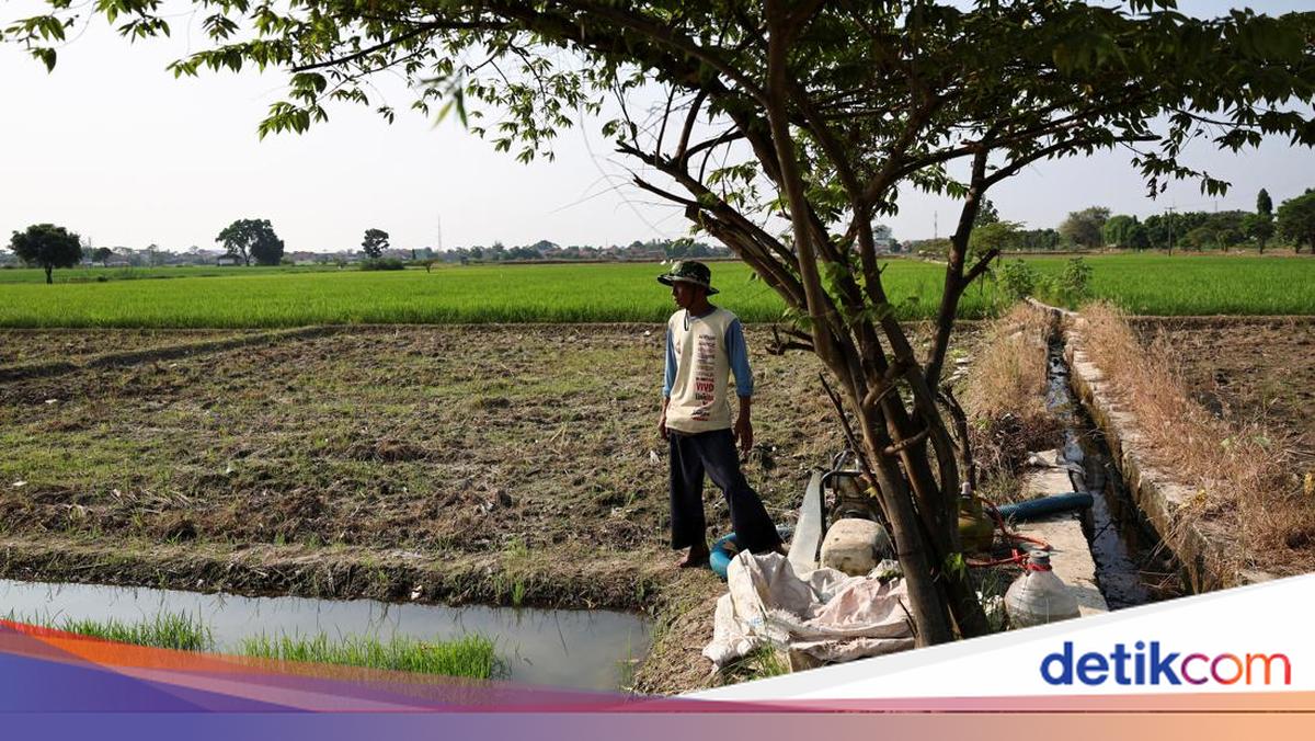 BMKG Memperkirakan El Nino 2026 Akan Bertahan Hingga Satu Tahun, Beberapa Wilayah Terkena Dampak Terbesar