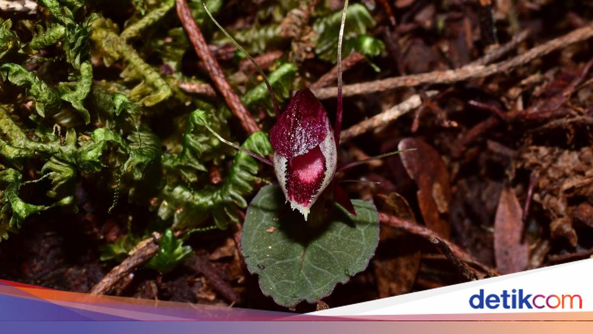 BRIN Mengidentifikasi 10 Spesies Anggrek Baru di Indonesia, Beberapa di Antaranya Berasal dari Australia