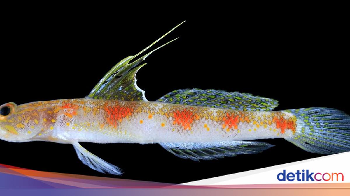 Penemuan Spesies Baru Ikan Gobi Udang di Banyuwangi, Mirip dengan Spesies di Jepang