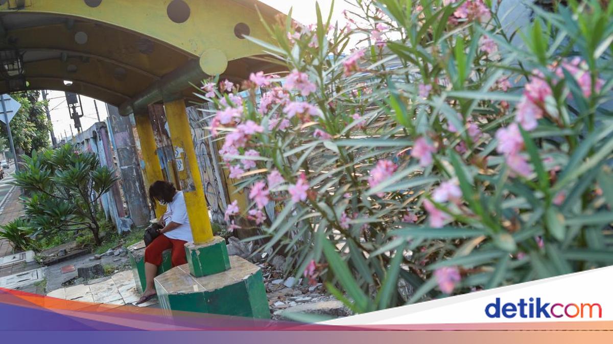 Keindahan Jalur Pejalan Kaki Bekasi Timur dengan Mekarnya Bunga Oleander