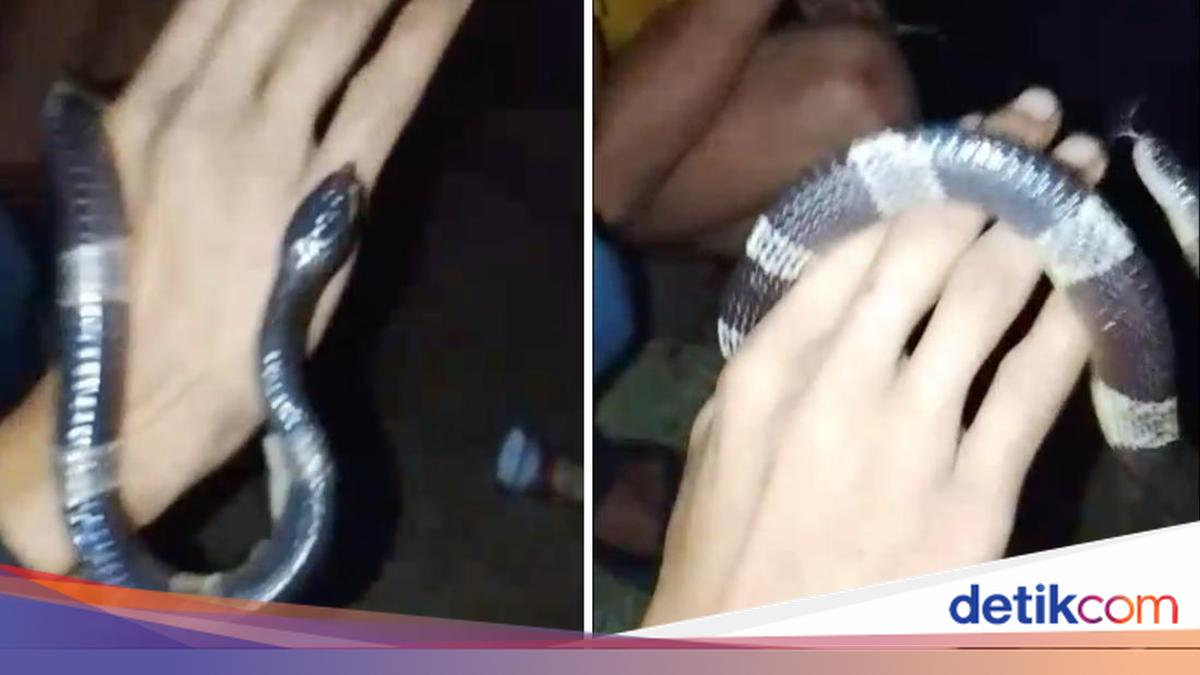 Tragedi Nongkrong di Bogor: Dua Pemuda Diserang Ular Weling, Satu Tewas