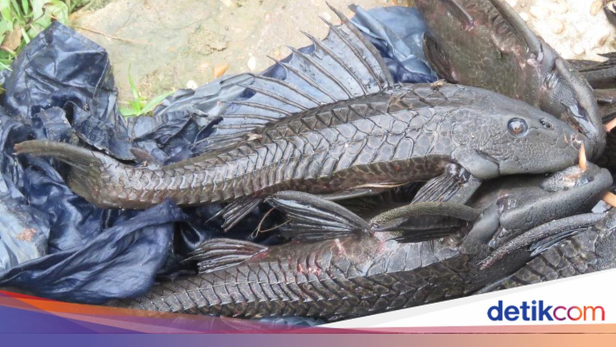Bahaya Ikan Sapu-sapu Jika Dikubur Sembarangan Menurut Peneliti