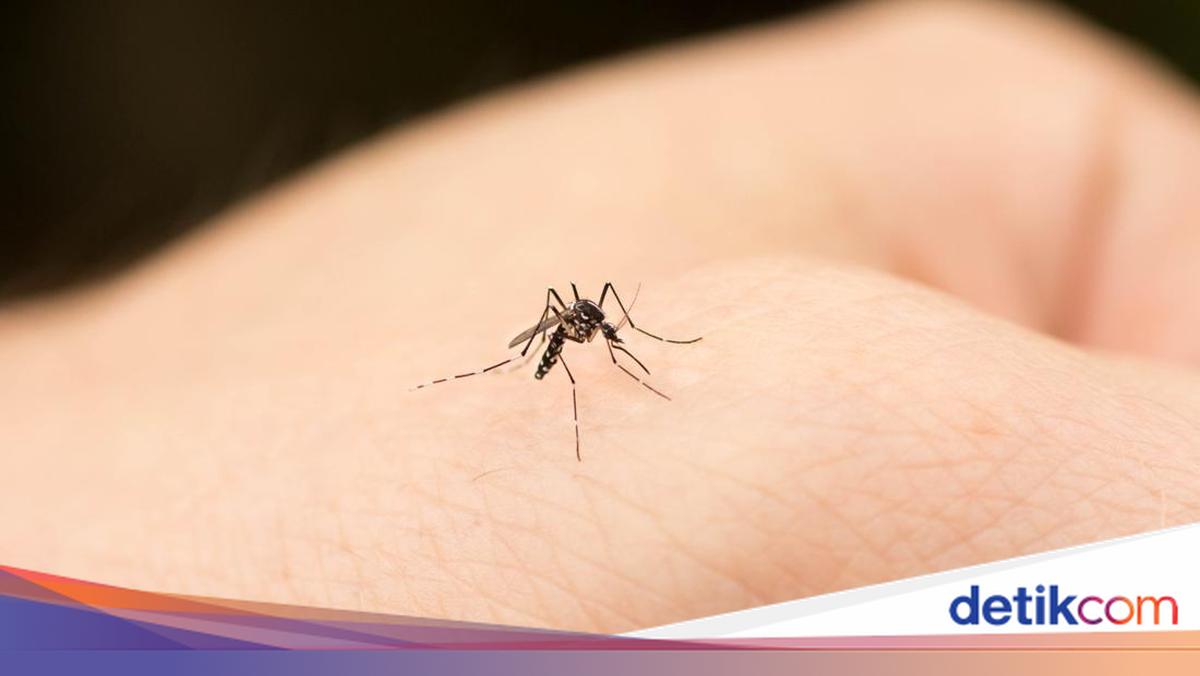 Mengapa Populasi Nyamuk Meningkat Saat Musim Kemarau?