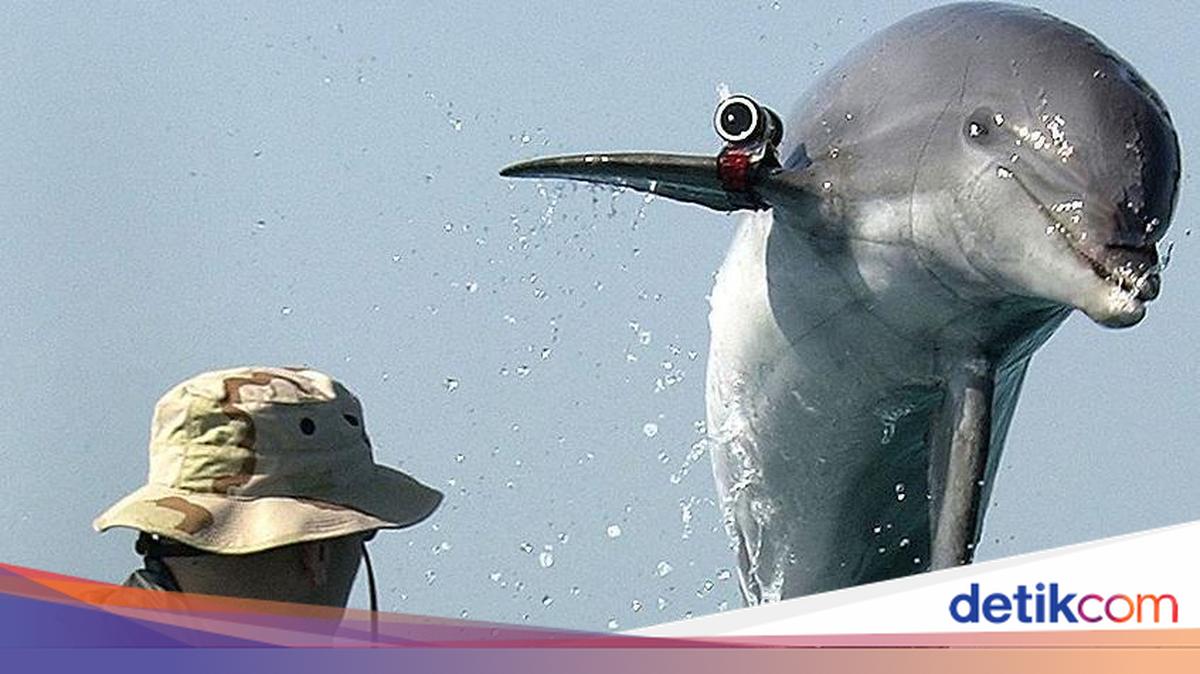 Kisah Lumba-lumba Bunuh Diri yang Dilatih oleh Uni Soviet dan Diterima Iran