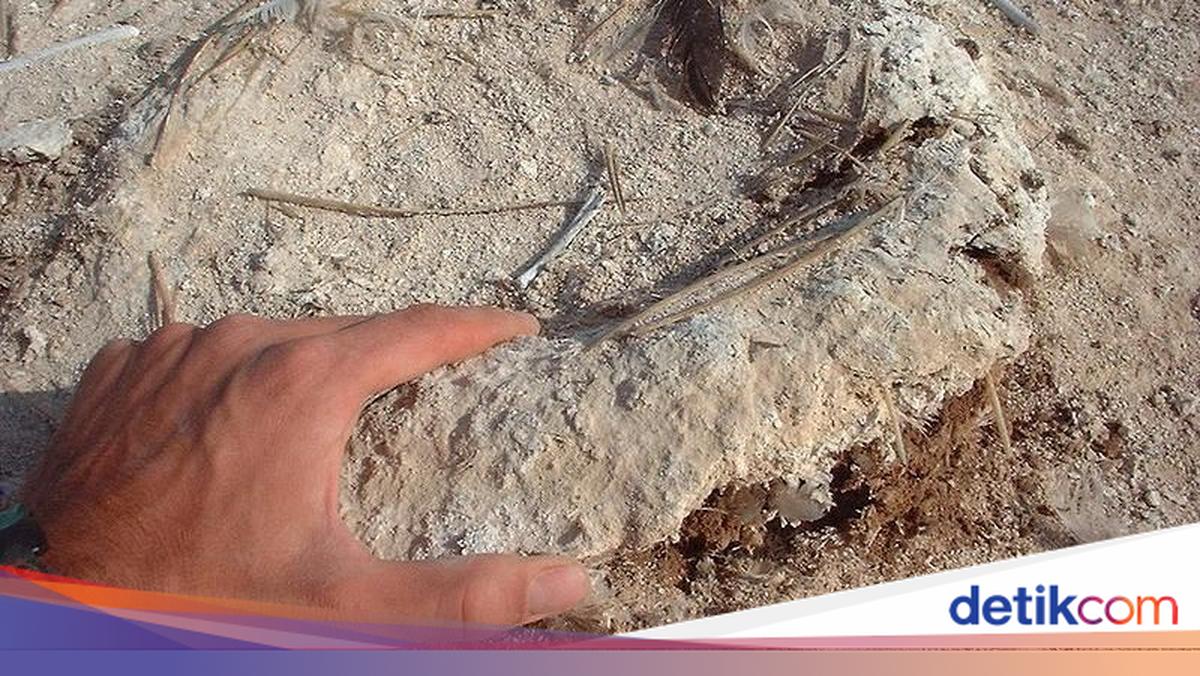 Kotoran Burung Laut: Sumber Kemakmuran Kerajaan Chincha di Peru