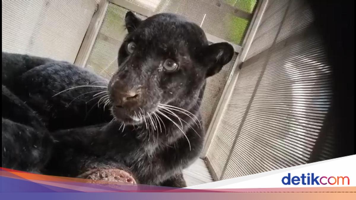 ---
Macan Kumbang Terluka Masuk ke Permukiman Warga Batang

---