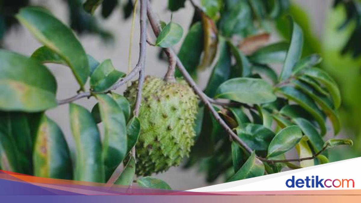 Mahasiswa Universitas Brawijaya Ciptakan Kapsul Terapi Kanker Serviks dari Daun Sirsak dan Raih Medali di Jepang