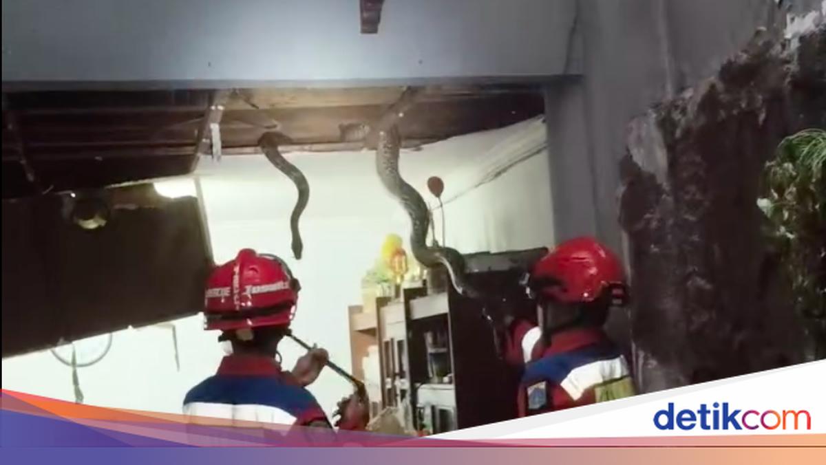 Mengerikan! Tiga Ular Sanca Besar Ditemukan di Plafon Rumah Warga Jaksel