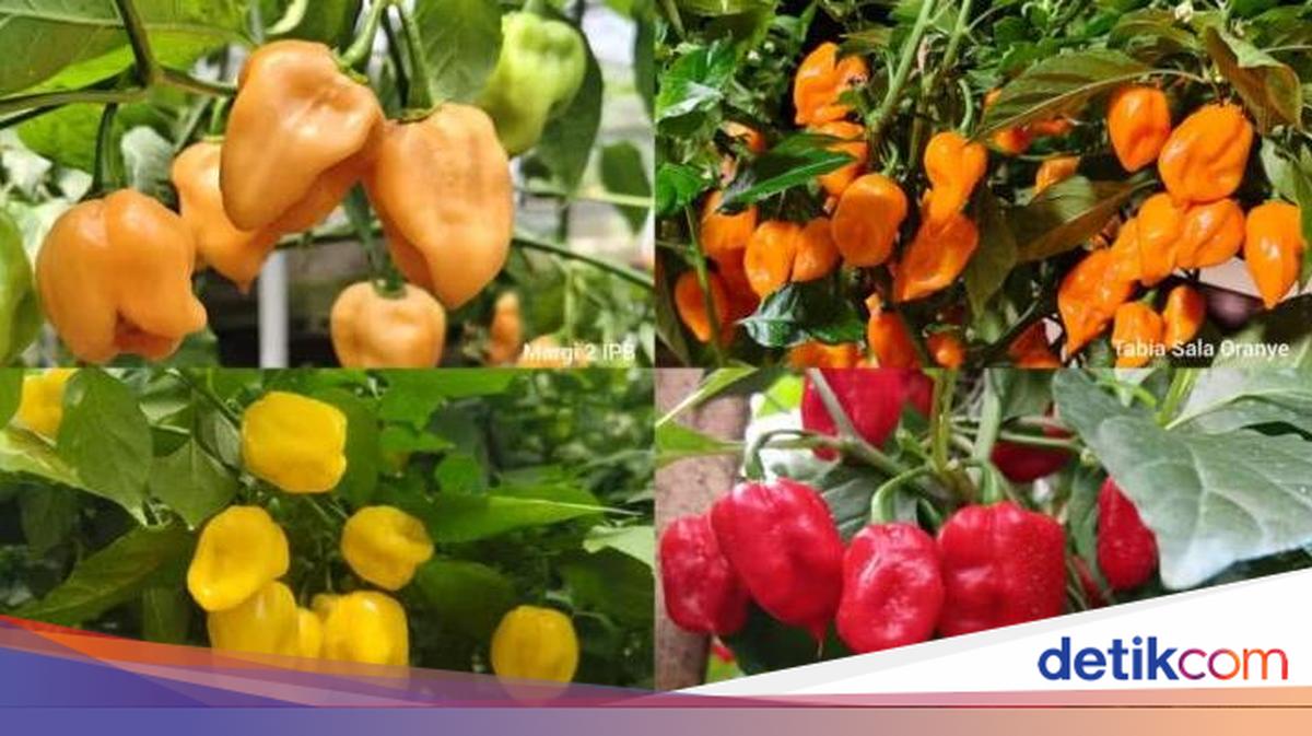 IPB University Luncurkan Varietas Cabai Habanero Lokal dengan Kepedasan Tinggi