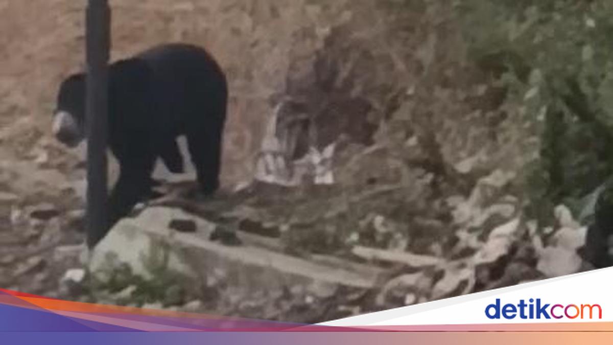 Kebakaran Hutan Mengancam Satwa Liar, Ahli IPB Peringatkan Potensi Konflik dengan Manusia