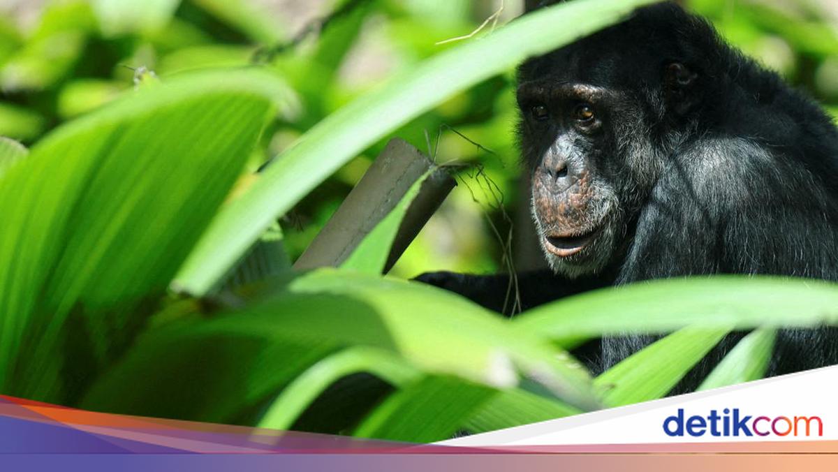 Eksperimen Kontroversial: Upaya Ilmuwan Menghasilkan Hibrida Manusia dan Simpanse