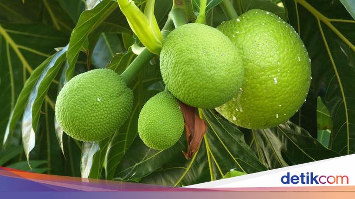 Sukun: Buah Tradisional yang Berpotensi Menjadi Superfood Masa Depan