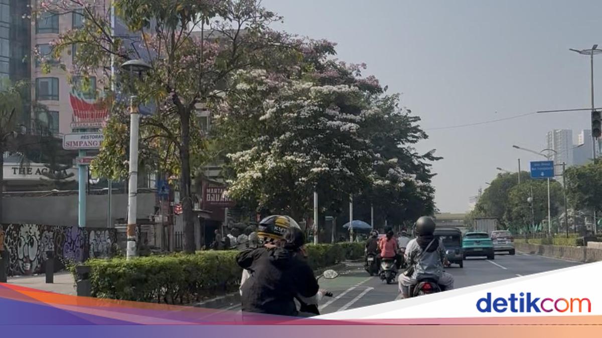 ---
Keindahan Bunga Tabebuya di Jakarta Pusat Menyegarkan Suasana Kota

---