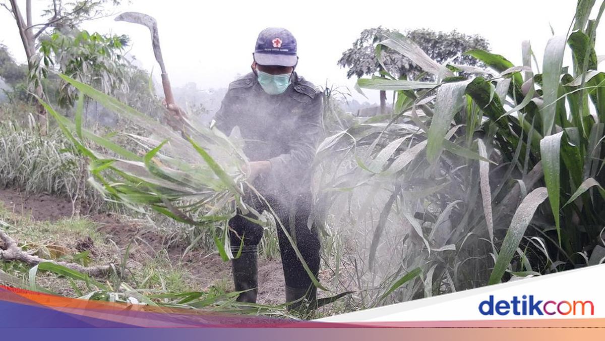 Waspadai Dampak Abu Vulkanik pada Pakan Ternak dan Kesehatan Hewan
